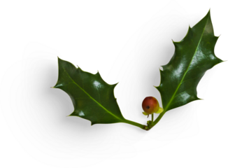 Winter Holly Leaves with Berry