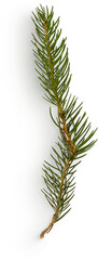 Winter Pine © Custom Scene