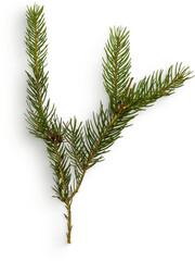 Winter Pine Branch
