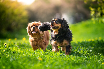 Dwa psy rasy Cavalier King Charles Spaniel na wiosennym spacerze 