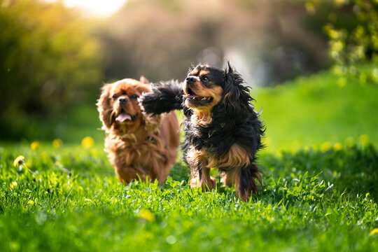 Fototapeta Dwa psy rasy Cavalier King Charles Spaniel na wiosennym spacerze 