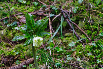 Weiße Bergblume 