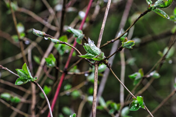 Junge Pflanzen in Frühling 