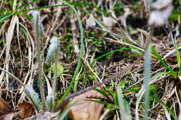 Kleine Pflanze auf dem Waldboden 
