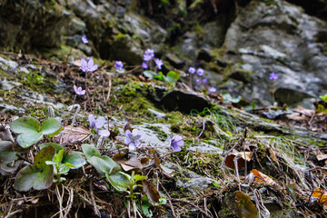 Kleine violette Blumen 