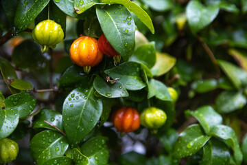 A wild Surinam Cherry bush plant after a rain storm. The fruit of the plant is reminiscent of a miniature pumpkin or squashed pepper. This fruit is sweet and acidic.