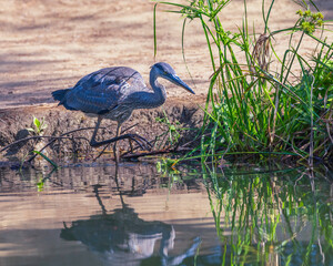 A Great Blue Heron (Ardea herodias) stands on the banks of Peanut Lake in Ernest E. Debs Regional...