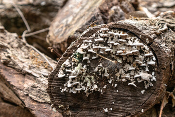 White fungi and mushrooms on cut face of stacked wooden logs