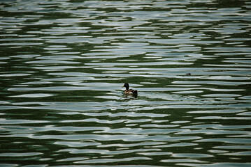 duck in the lake at summer