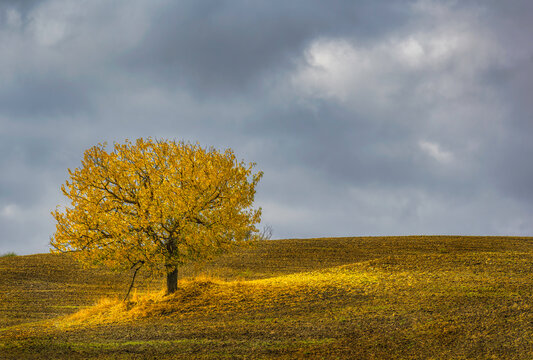 A ray of sun on a cloudy day shining on beautiful lonely golden tree 