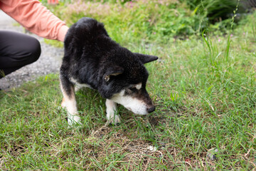 老いた柴犬