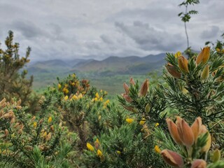 Dood Wood in the Lake District of Cumbria