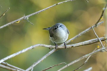 Brown Gerygone in Queensland Australia