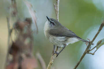 Brown Gerygone in Queensland Australia