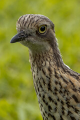 Bush Stone Curlew or Thick Knee in Queensland Australia