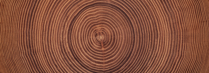 Fototapeta na wymiar wood texture of a cross cut. stump surface background