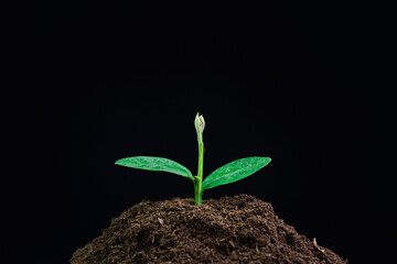 Young plant in the morning light growing out from soil, isolated on black background.