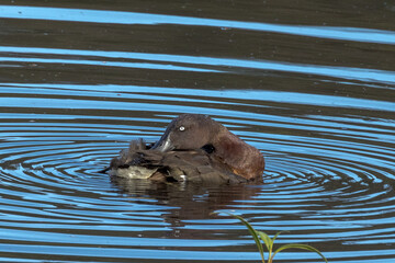 Fototapeta premium Hardhead Scaup Duck in Queensland Australia