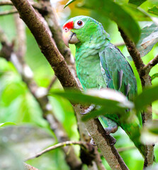 green parrot on branch