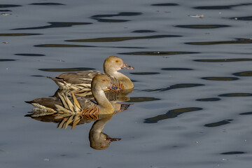 Plumed Whistling Duck in Queensland Australia