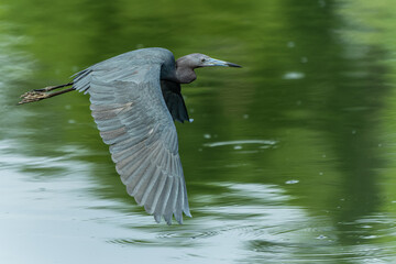Little Blue Heron in flight