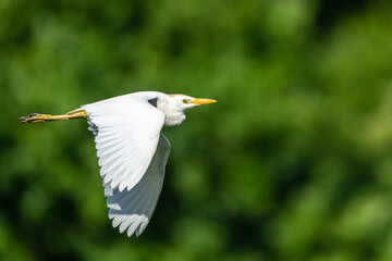 Cattle egret in flight