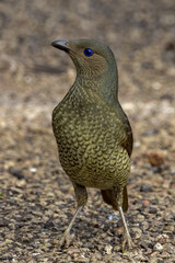 Satin Bowerbird in Queensland Australia