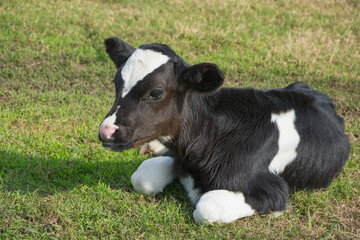 Obraz na płótnie Canvas dairy cow, calf in the farm and dairy