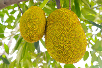 fruit on the tree