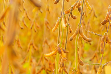 Soybean.Pods of ripe soybeans close-up in the rays of the sun.Agriculture and farming.Growing organic food 