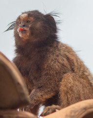 Monkey showing tongue