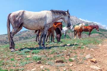 Herd of wild horses at the mountains . Horses of different colors
