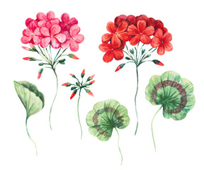 Watercolor floral illustration of geranium flowers and leaves. Botanical illustration isolated on white background. - obrazy, fototapety, plakaty