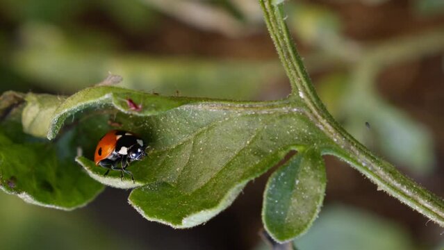 Ladybug on a tomato's leaf surrounded by aphids (120FPS)