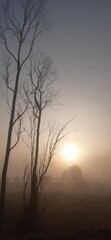 Fototapeta premium sunset in the fog