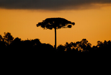 Silhouette of araucaria tree, South Brazil.