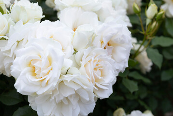 白いバラ エーデルワイス