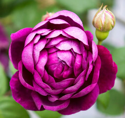 紫のバラ カーディナル ドゥ リシュリー