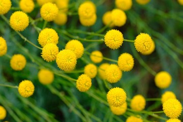 Billy Ball yellow flowers in nature