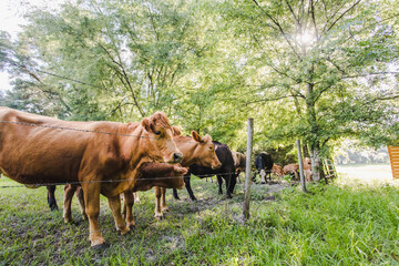 Herd of Cow and Calves in a Green Pasture with Trees