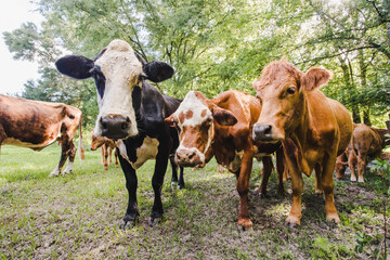 Close up of a Cow and Calves in a Green Pasture with Trees looking at Camera