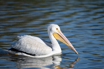 Photograph of an American White Pelican