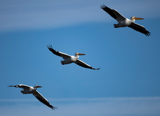 Photograph of a American White Pelican flying