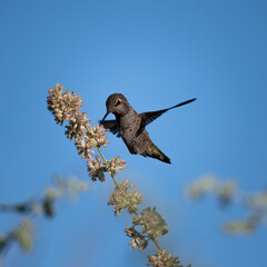 Photograph of a Hummingbird flying