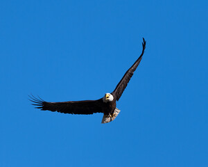 Bald Eagle Flying