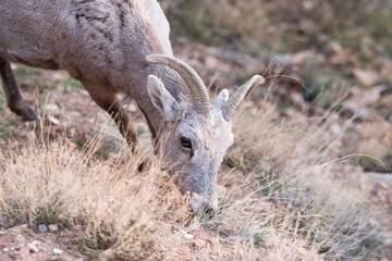 Photograph of a Bighorn Sheep Ewe