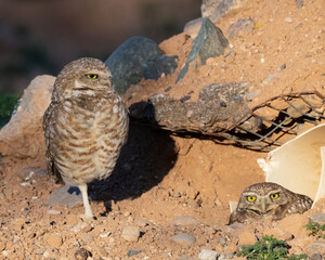 Photograph of a Burrowing Owl 