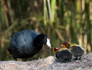 Photograph of an American Coot and her offspring © Christopher