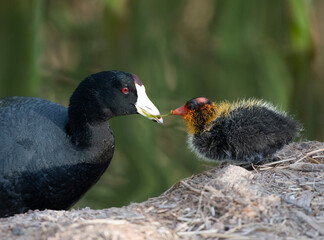 Photograph of an American Coot and her offspring