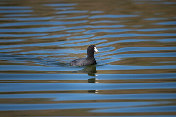 Photograph of an American Coot